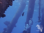 Bonaire - May 31, 2023 - Salt Pier