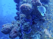 Bonaire - May 31, 2023 - Salt Pier