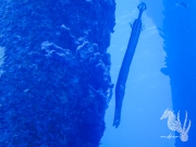 Bonaire - May 31, 2023 - Salt Pier