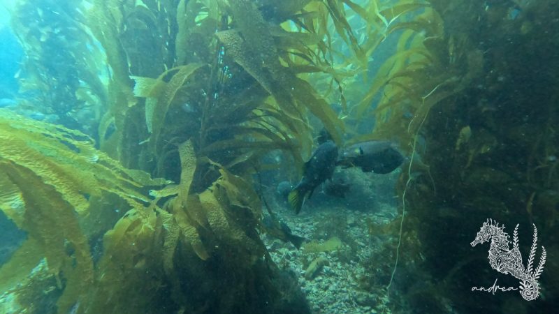 CatalinaIsland-DivePark-7-22-23-1