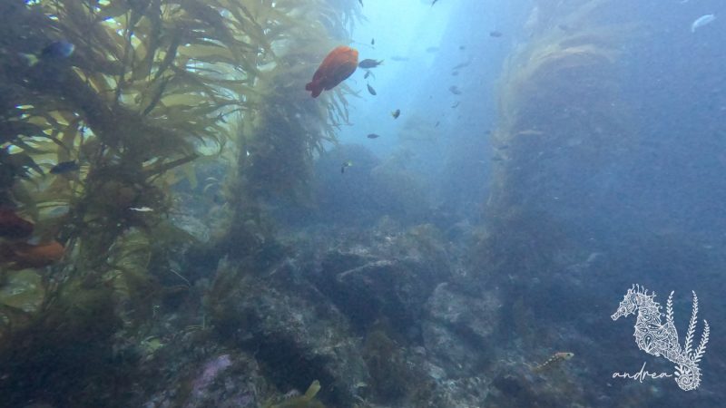 CatalinaIsland-DivePark-7-22-23-2