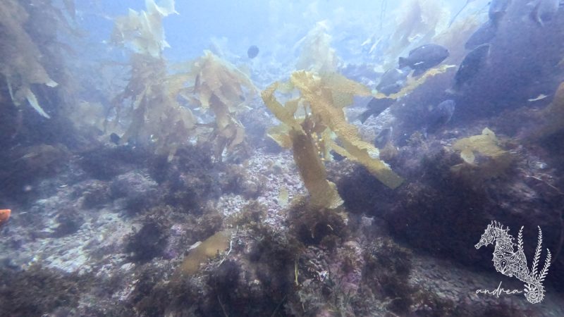 CatalinaIsland-DivePark-7-22-23-3