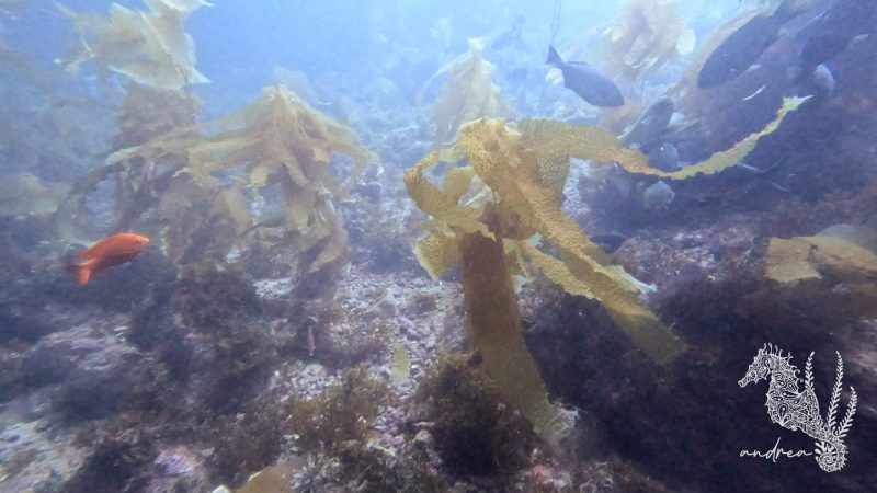 CatalinaIsland-DivePark-7-22-23-4