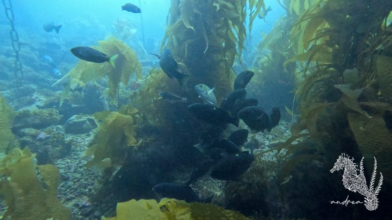 CatalinaIsland-DivePark-7-22-23-5