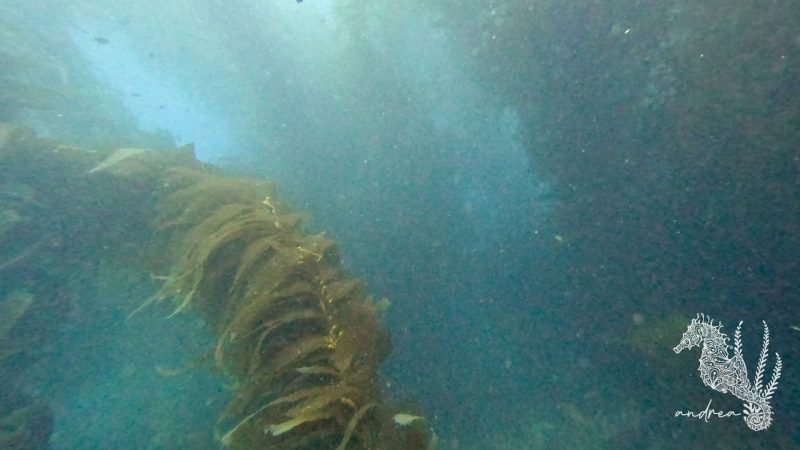 CatalinaIsland-DivePark-7-22-23-6