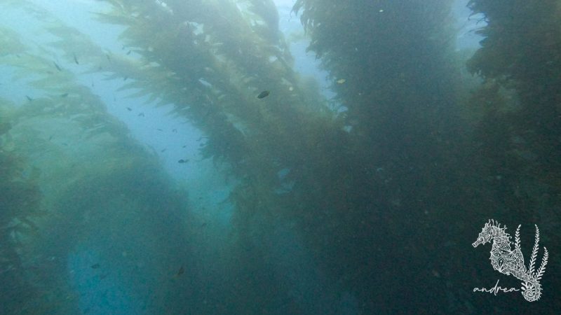 CatalinaIsland-DivePark-7-22-23-7