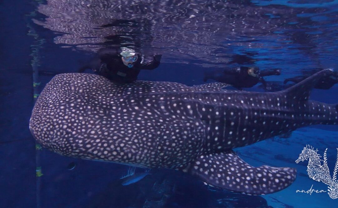 Georgia Aquarium